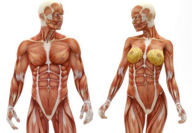 TECIDO MUSCULAR Tecido formado por células musculares, as quais se caracterizam por ser altamente contráteis, são responsáveis por todo movimento e postura do corpo.