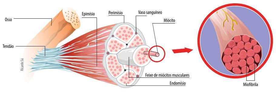 MIOFIBRILA (MIOFILAMENTO) É uma estrutura cilíndrica com cerca de 1µm a 2µm de diâmetro que percorre toda a fibra muscular no sentido