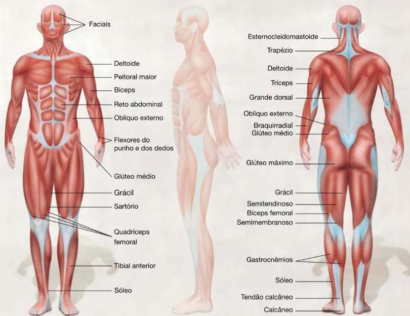 ANATOMIA DO