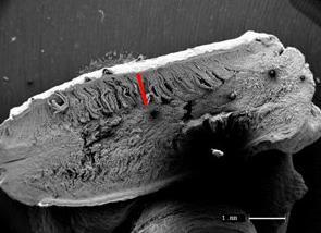 59 De acordo com as imagens de microscopia eletrônica de varredura do intestino delgado das poedeiras leves com 18 semanas de idade (Figura 11), é possível observar aumento na altura das vilosidades