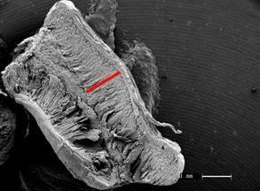 A B C Figura 11 Imagens de microscopia eletrônica de varredura do intestino delgado de poedeiras leves com 18 semanas de idade suplementadas com níveis de metionina + cistina.