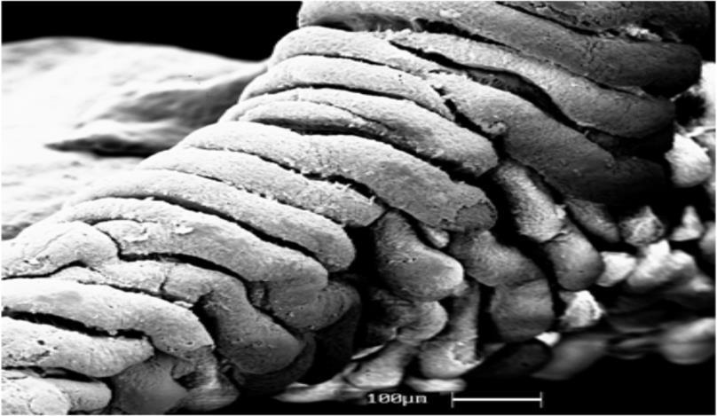 61 A B C Figura 12 Fotomicrografias do magno de poedeiras leves com 18 semanas de idade suplementadas com níveis de metionina + cistina e imagem de microscopia eletrônica do magno.