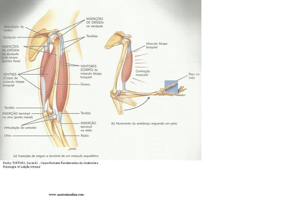 Para uma fibra muscular esquelética se contrair, ela deverá ser estimulada por um neurônio, denominado neurônio motor.