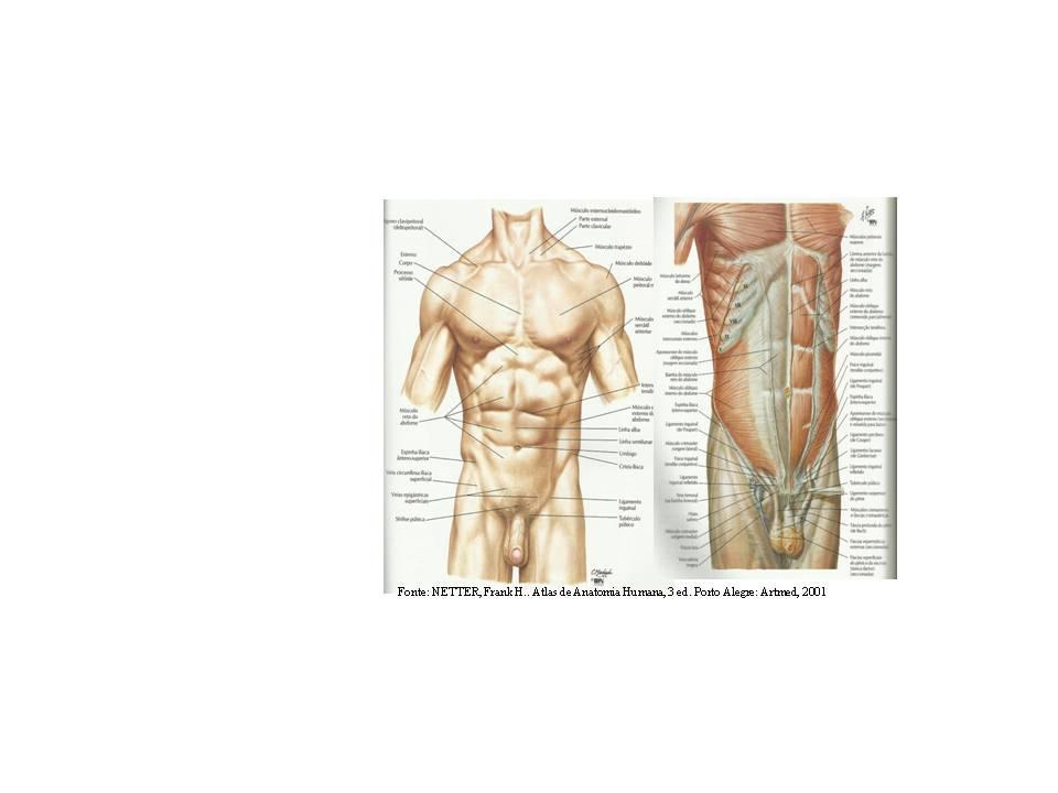 Espinhal (cabeça) Espinhal (pescoço) Espinhal (tórax) Ligado ao semi-espinhal da cabeça Ligamento nuca e processos espinhosos de