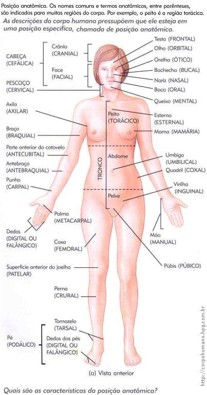 Há também os termos de direção, para a localização das estruturas corporais, como: Superior: Em direção a cabeça, ou a parte superior de uma estrutura; Inferior: Em direção oposta à cabeça,
