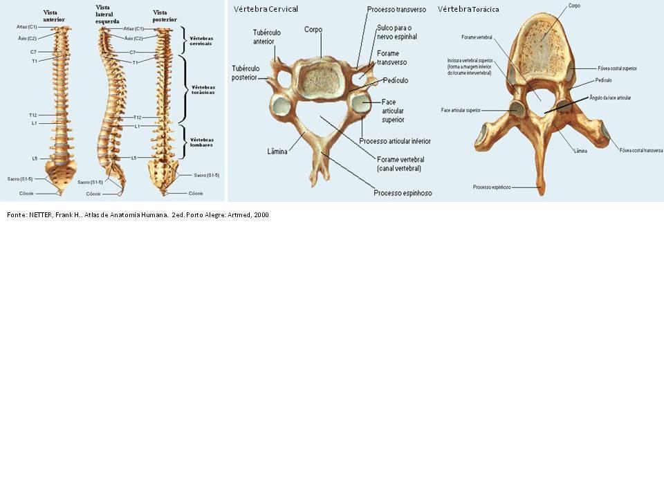 Entre as vértebras há o disco intervertebral que é composto em sua periferia por um anel fibrocartilaginoso e m seu interior o núcleo pulposo que é altamente elástico.