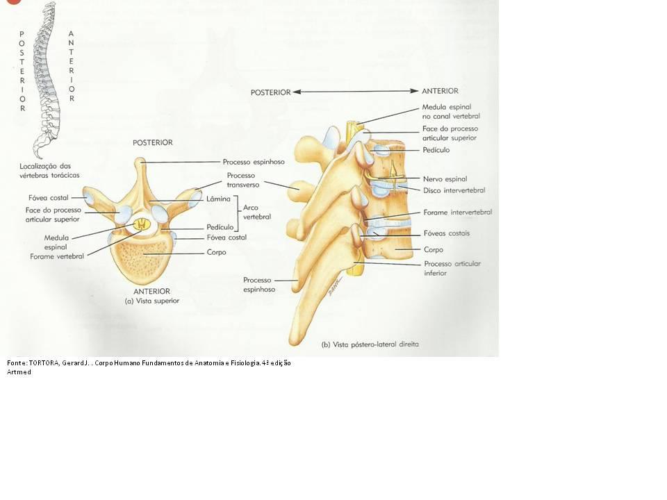 muscular e os restantes dos processos formam articulações com outras vértebras sendo eles os processos articulares superiores e os inferiores.