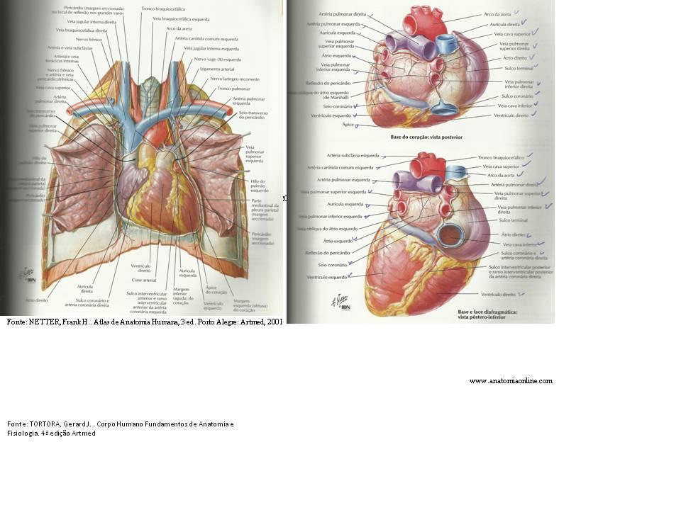 Valva do tronco pulmonar, localizada no óstio onde o tronco pulmonar deixa o ventrículo direito; Valva da aorta, localizada no óstio onde a aorta inicia, deixando o ventrículo esquerdo.