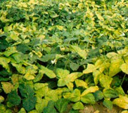 Controle: recomenda-se o emprego de cultivares resistentes desenvolvidas e recomendadas pela Embrapa.
