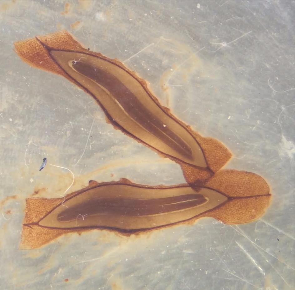 Esta espécie tem embrião com dois cotilédones aplanados (as estruturas mais escuras no centro dos cortes) circundados por endosperma (cor mais clara na foto) e a testa da semente )cor