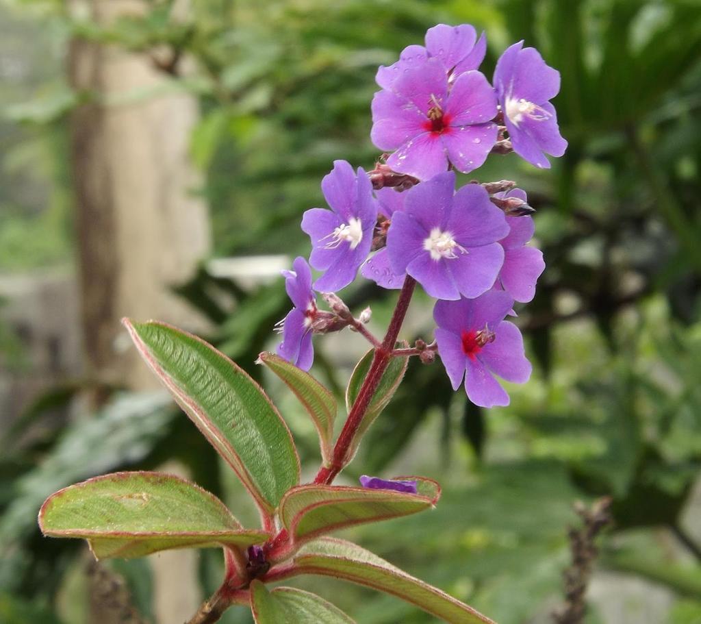 Nesta espécie observamos folhas reticulinérveas, ou seja, as nervuras são reticuladas (nervuras de vários calibres, anastomosadas entre si); Não há bainha.