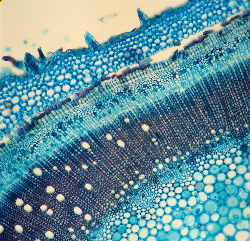 FE 120 µm Figura 7. Lâmina com corte transversal do caule de Tibouchina clavata visto sob microscopia ótica. Escala aproximada.