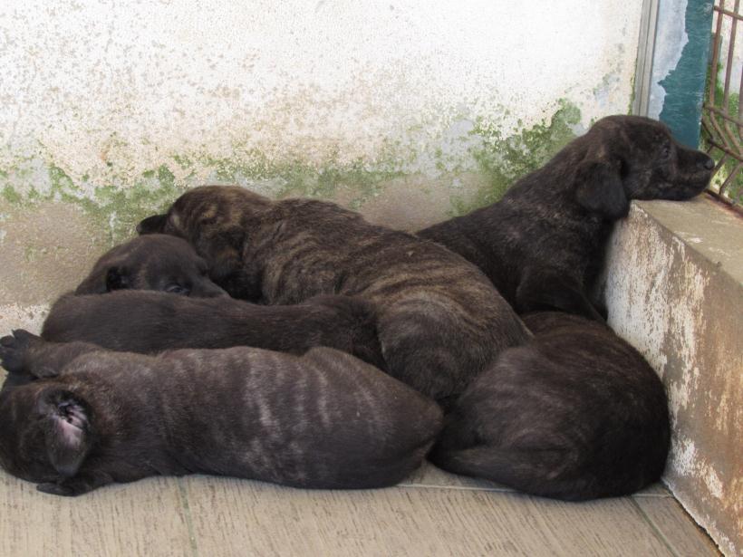 Cachorros disponíveis com o Afixo Ninhada nascida em 10 de Agosto de 2017 Ninhada de cães de castro laboreiro nascida em 10 de Agosto de 2017.