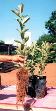 Por ocasião do transplante das mudas no campo, deve-se providenciar o tutoramento, utilizando estacas de bambu ou outro material disponível, e o amarrio das plantas junto ao tutor (PEREIRA, 1995).