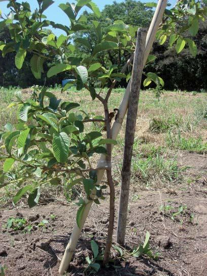 Recomendações para o Cultivo da Goiabeira no Rio Grande do Sul 3 como o deslocamento de máquinas, equipamentos e pessoas.