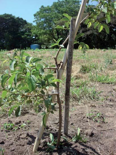 para a obtenção de frutos de boa qualidade. Dentre as operações de manejo necessárias para a cultura da goiabeira, destacam-se: planta adulta.