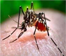 por meio do mosquito Aedes aegypti. Informações adicionais de identificação dos pacientes não foram divulgadas.