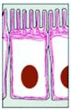 NÚCLEO Estrutura Microtúbulos Filamentos intermediários Microfilamentos de Actina Composição Moléculas de tubulina Diversas proteínas, entre elas a queratina e a vimentina.