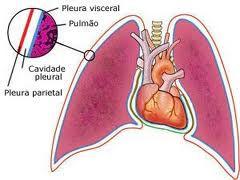 REANIMAÇÃO Anatomia do tórax PNEUMOTÓRAX HIPERTENSIVO