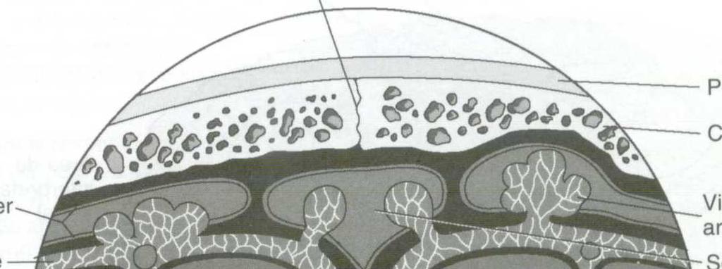 ESTRUTURA CEREBRAL Sutura sagital Me eninges