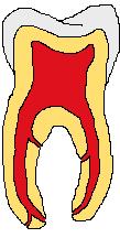 torna-se necessário também ter noção da anatomia canalar e seus constituintes (Fig.1), só assim se poderá evitar erros iatrogénicos.
