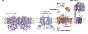 2,NADPH e ATP Reações