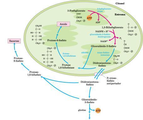 Destinos do Gliceraldeído 3 Fosfato Síntese