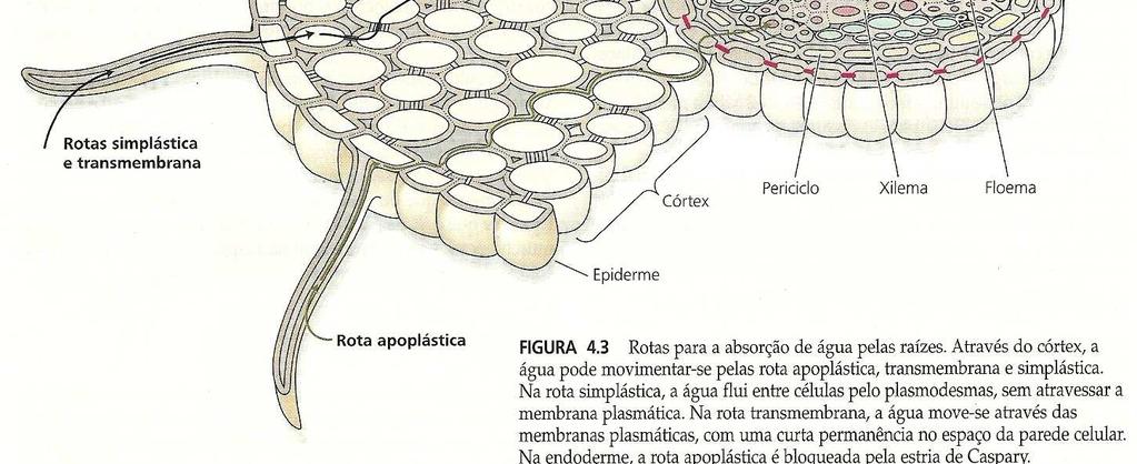 Condições anaeróbicas (solos compactados - duros e solos encharcados excesso de água) Transporte de água no xilema XILEMA Tipos de células: traqueídes e elementos de vaso Características do xilema