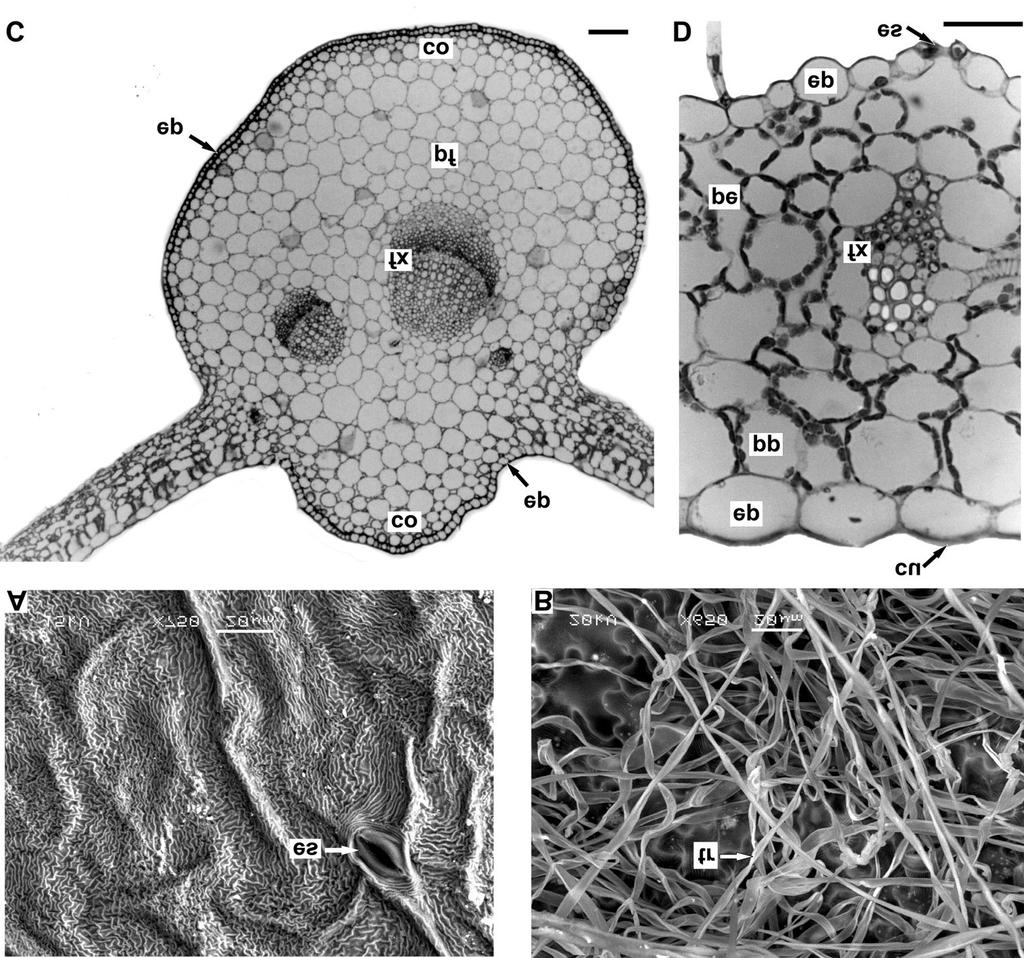 Chaptalia nutans (L.) Pohl Folha A epiderme apresenta uma única camada de células (Figura 3D) que, em vista frontal, são onduladas a sinuosas.