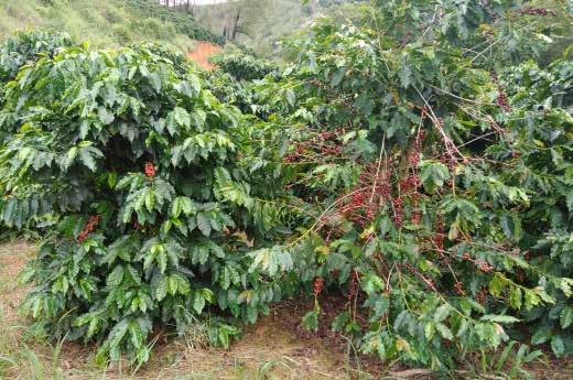 Figura 53 Café pronto para a colheita em Ibatiba/ES Fonte: Conab Na Bahia o calendário é extenso, iniciando a colheita em abril (5,2%) e finalizando em novembro.