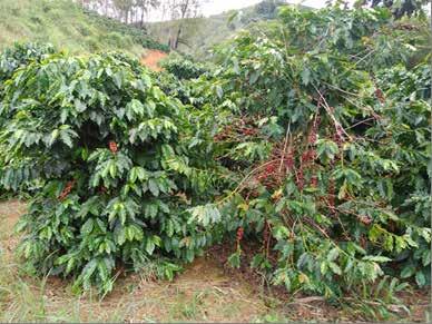 9.2.3. Café conilon A estimativa da safra 2017 é de produção de 5.887 mil sacas, acréscimo de 16,9% em relação à última safra, obtida em uma área de produção de aproximadamente 235.415 hectares.