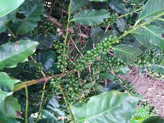 floração da safra atual, bem como redução na intensidade da florada, e estima-se a produção de 724,4 mil sacas de café em 85.201 hectares.