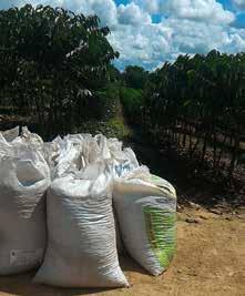 561 hectares, no entanto, a área em produção tende a diminuir, pois há uma renovação do material genético em todas as lavouras de Rondônia.