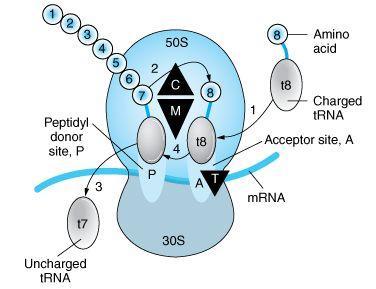Síntese de proteínas 1. O RNAt carregado com o aminoácido 8 liga-se ao local de aceitação A do ribossoma. 2.