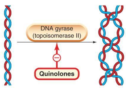 Inibindo a DNA girase que permite a transcrição e replicação - quinolonas: cinoxacina,