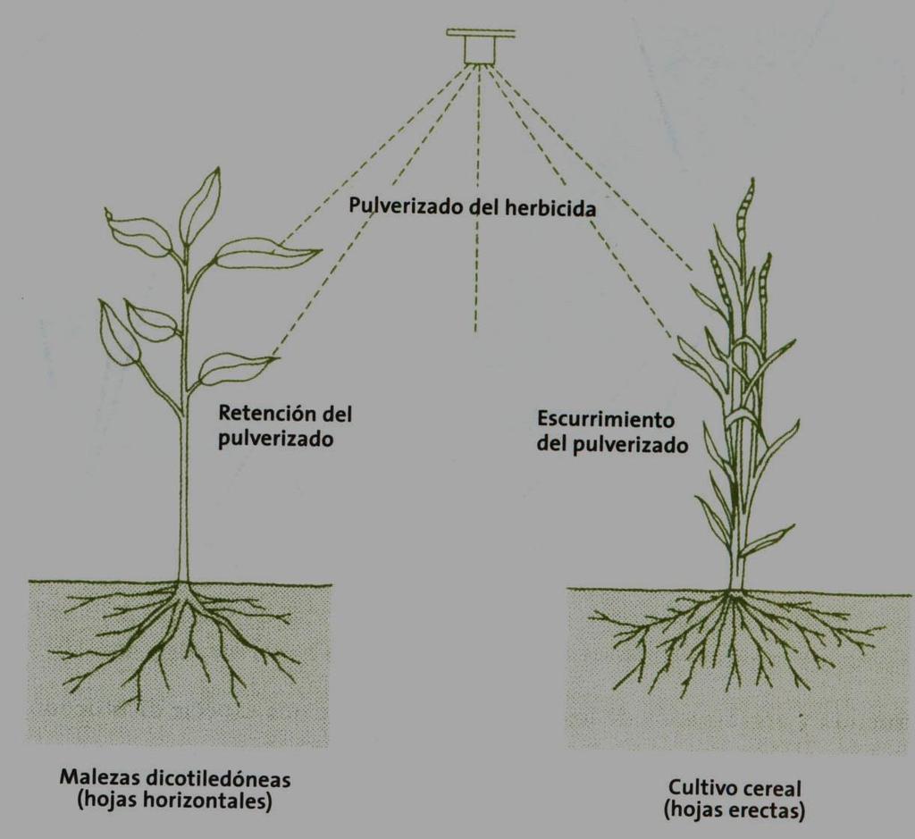 Orientação da folha em relação ao ângulo de pulverização Calda de herbicida Retenção da
