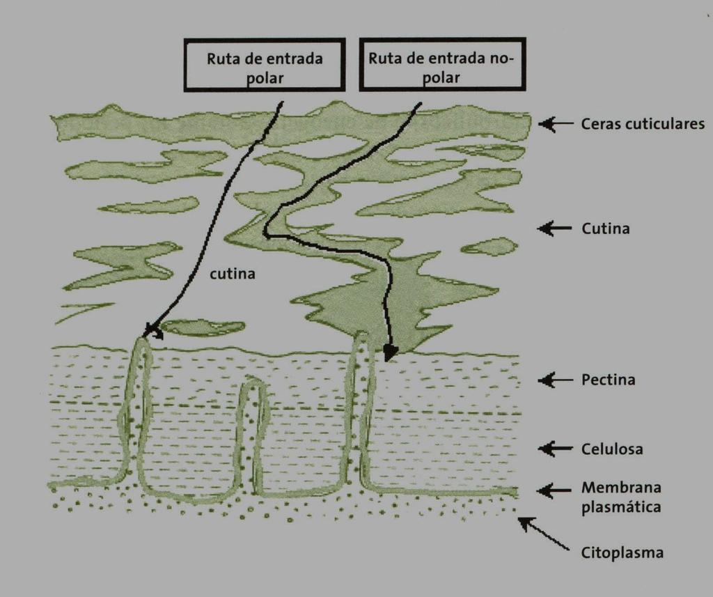 Rota de entrada polar Rota de entrada não polar Ceras epicuticulares Cutina Cutina Pectina Celulose Membrana