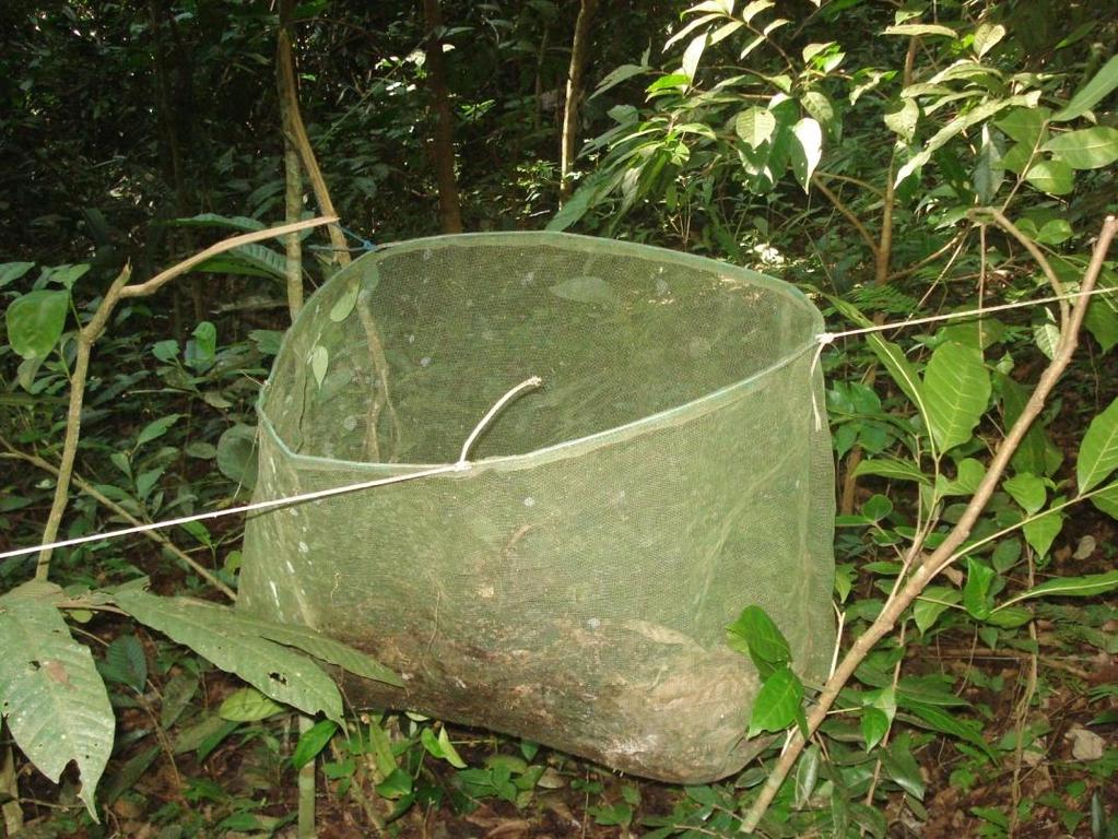 Coleta da chuva de sementes 25 coletores em 1 ha de floresta semidecídua/ Viçosa, MG 16.986 sementes de 70 espécies em 1 ano CAMPOS, É.P. et al.