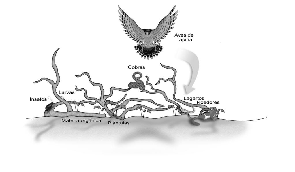 Transposição de galhadas