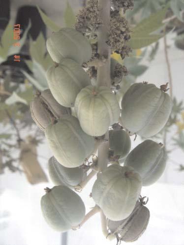 Cor primária das sementes Coloração predominante da semente, excluída a variegação, observada na