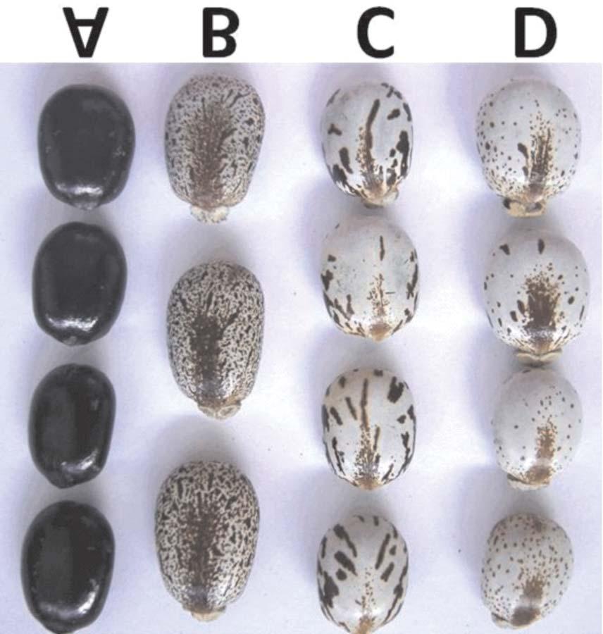 22 Descritores de Mamona Utilizados pela Embrapa Algodão Fig. 10. Padrão das sementes; (A) cor única, (B) pintadas, (C) rajadas e (D) pontuada. 2.11.