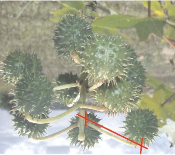 pedúnculo para a base do fruto (Figura 26), desconsiderando-se os acúleos. Fig. 26. Medida do comprimento em frutos de mamona. 2.33.