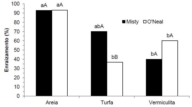 Figura 1: Porcentagem de enraizamento de estacas de Mirtileiro, nas de cultivares Misty e O'Neal. Embrapa Clima Temperado. Pelotas- RS, 2013.