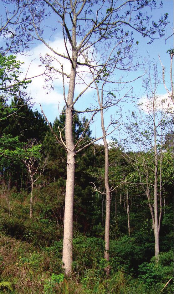 2 Figura 1. Aspecto geral de árvores de quiri aos 16 anos de idade.