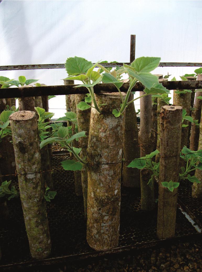 máximo o estresse fisiológico destes. Recomenda-se umedecer os ramos e acondicionálos em embalagens térmicas até o momento do plantio das estacas em casa de vegetação.