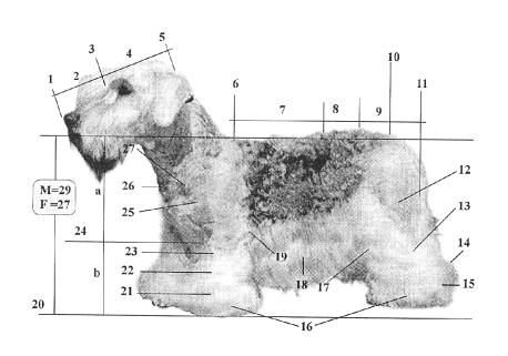 CESKY TERRIER NOMENCLATURA CINÓFILA UTILIZADA NESTE PADRÃO 1 Trufa 13 Perna 25 Braço 2 Focinho 14 Jarrete 26 Ponta do esterno 3 Stop 15 Metatarso 27 Ponta do ombro 4 Crânio 16 Patas 5 Occipital 17