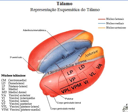 Profª Viviane Marques Os núcleos talâmicos podem ser divididos em 5