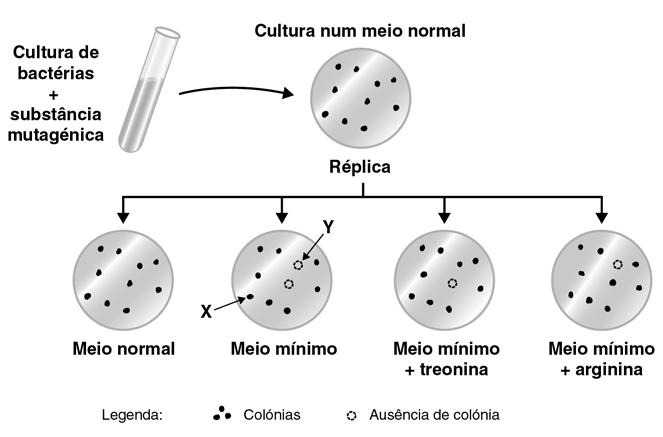 3. Antes do advento da clonagem, identificou-se a função de muitos genes, observando o processo celular ou fisiológico afectado pela respectiva mutação.