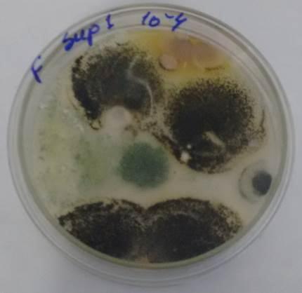 Figura 2 - Fungos totais cultivados em placas de Petri Fonte: GGA, 2015 Fatores Intervenientes no Crescimento Fúngico Embora seja um processo natural, a biodegradação dos resíduos é um processo