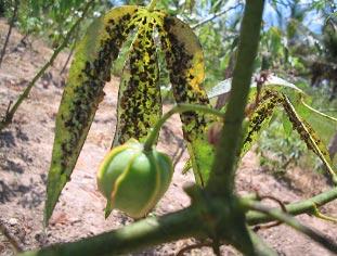 cladosporioides parasitando